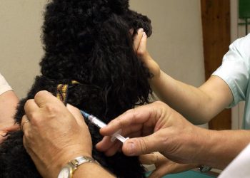 Assurance pour animaux : des contrats de 10 à 70 euros par mois, un secteur en plein essor… mais attention aux pièges !