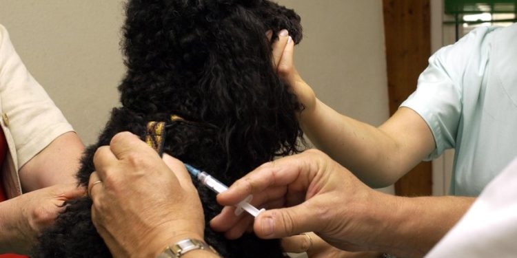Assurance pour animaux : des contrats de 10 à 70 euros par mois, un secteur en plein essor… mais attention aux pièges !